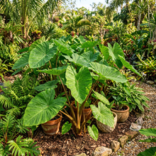 Colocasia Esculenta Elephant Ear Bulbs