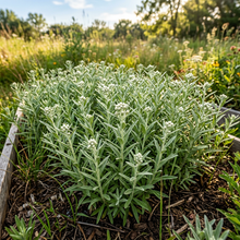 Pearly Everlasting Anaphalis Wildflower Seeds