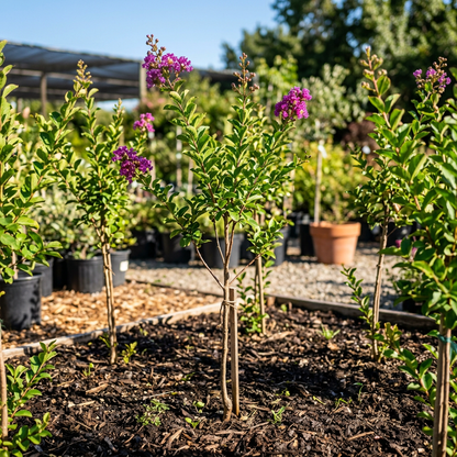 Crape Myrtle Purple Tree Seeds