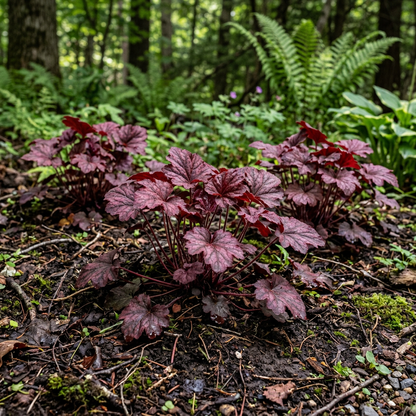 Red Coral Bells Heuchera Flower Seeds for Shade Gardens