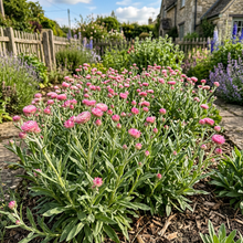 Rose Pink Strawflower Helichrysum Seeds