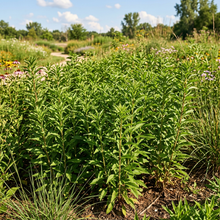 Showy Goldenrod Solidago Speciosa Seeds