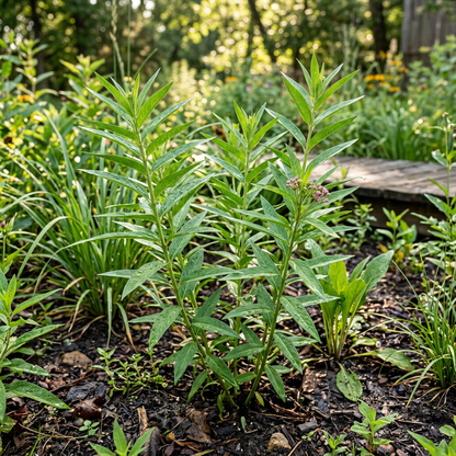 Swamp Milkweed Wildflower Seeds for Garden Borders