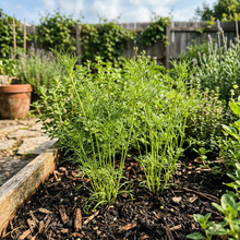 White Cumin Seeds (Cuminum cyminum) – Aromatic Spice Herb Seeds
