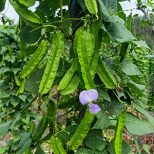 Winged Bean Seeds for Garden and Container Planting