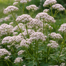 Valerian Valeriana Officinalis Garden Seeds