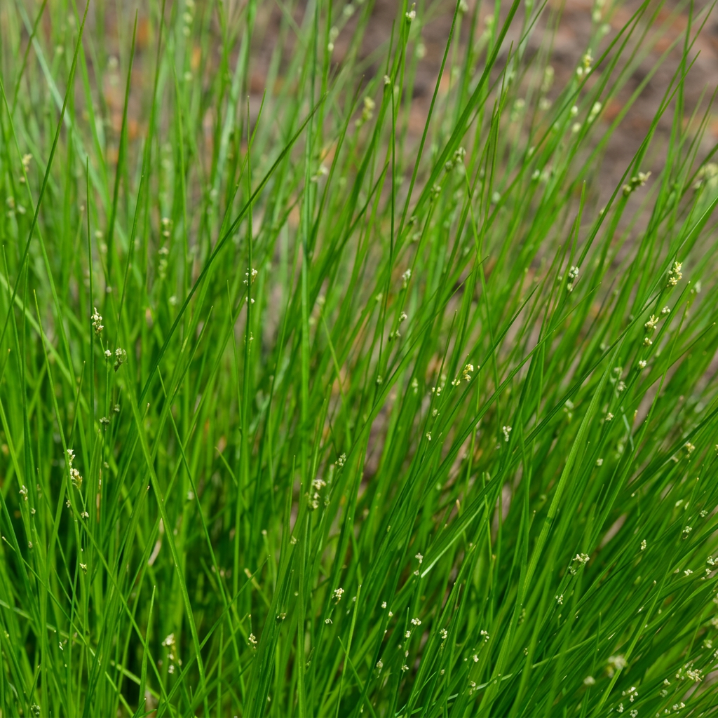 Appalachian Sedge Ornamental Grass for Shade Gardens