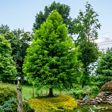 Northern Bald Cypress Tree Seeds for Outdoor Planting