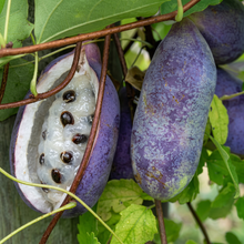 Chocolate Vine Fruit Seeds for Garden Growing