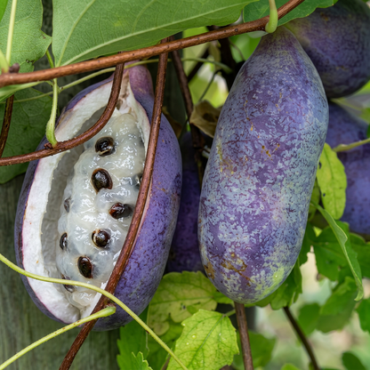 Chocolate Vine Fruit Seeds for Garden Growing