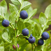 Bilberry Berry Plant Seeds for Garden Growing