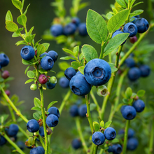 Bilberry Berry Plant Seeds for Garden Growing