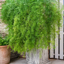 Asparagus Fern Seeds for Indoor & Outdoor Decorative Planting