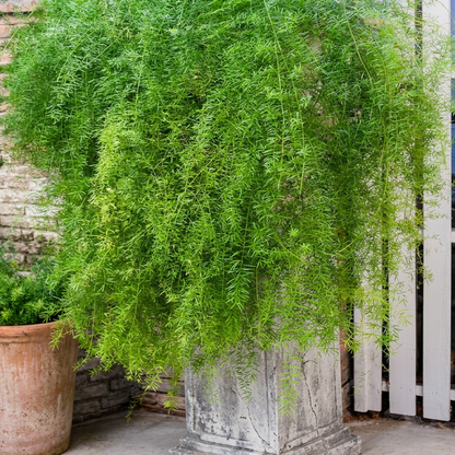 Asparagus Fern Seeds for Indoor & Outdoor Decorative Planting