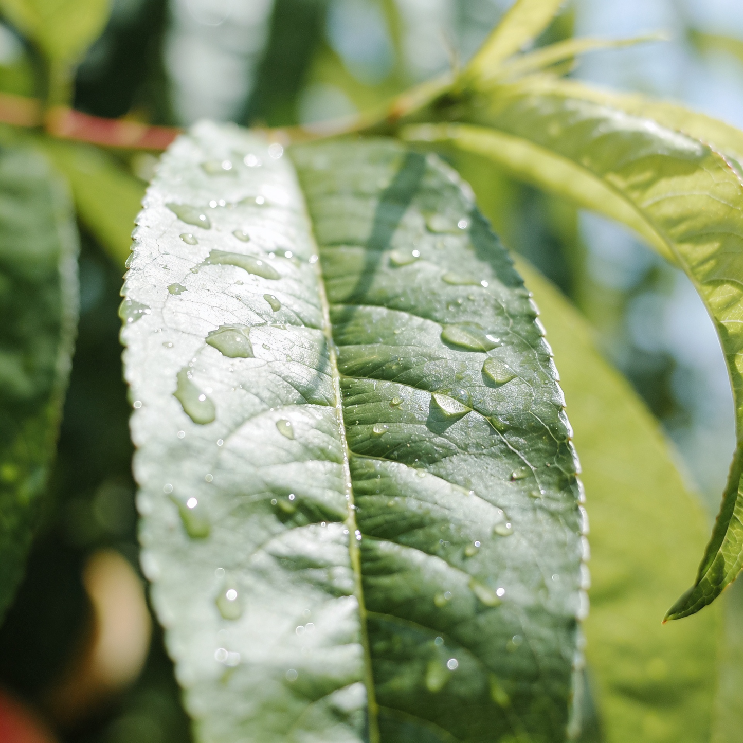 Honey Peach Seeds for Outdoor Fruit Garden Planting
