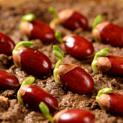 Red Sour Jujube Seeds for Outdoor Fruit Garden Planting