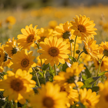 Arrowleaf Balsamroot Seeds for Outdoor Wildflower Gardens