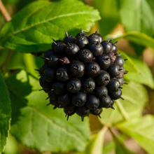 Siberian Ginseng Seeds for Outdoor Herb Garden Planting