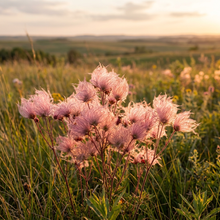 Prairie Smoke Flower Seeds for Rock & Border Gardens