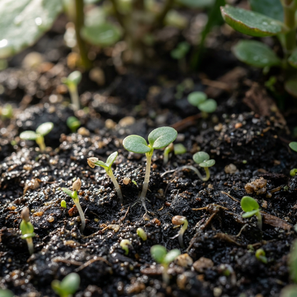 Kalanchoe Flower Seeds for Pot and Garden Planting