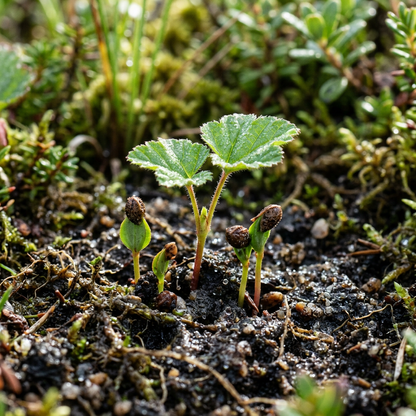 Cloudberry Seeds (Rubus chamaemorus) – Arctic Berry Fruit Seeds