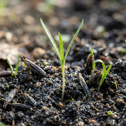 Scorzonera Salsify Vegetable Seeds for Planting