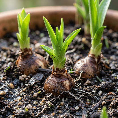 Tuberose Bulbs for Indoor and Outdoor Flower Planting