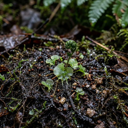Western Sword Fern Spores for Planting