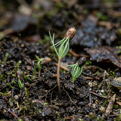 Western White Pine Seeds for Landscape Planting