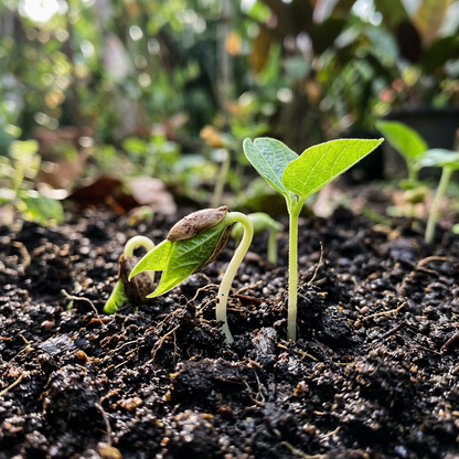 Yard Long Bean Seeds for Home Garden Planting