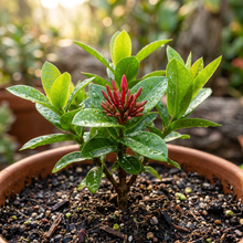Ixora Coccinea Maui Red Starter Plant