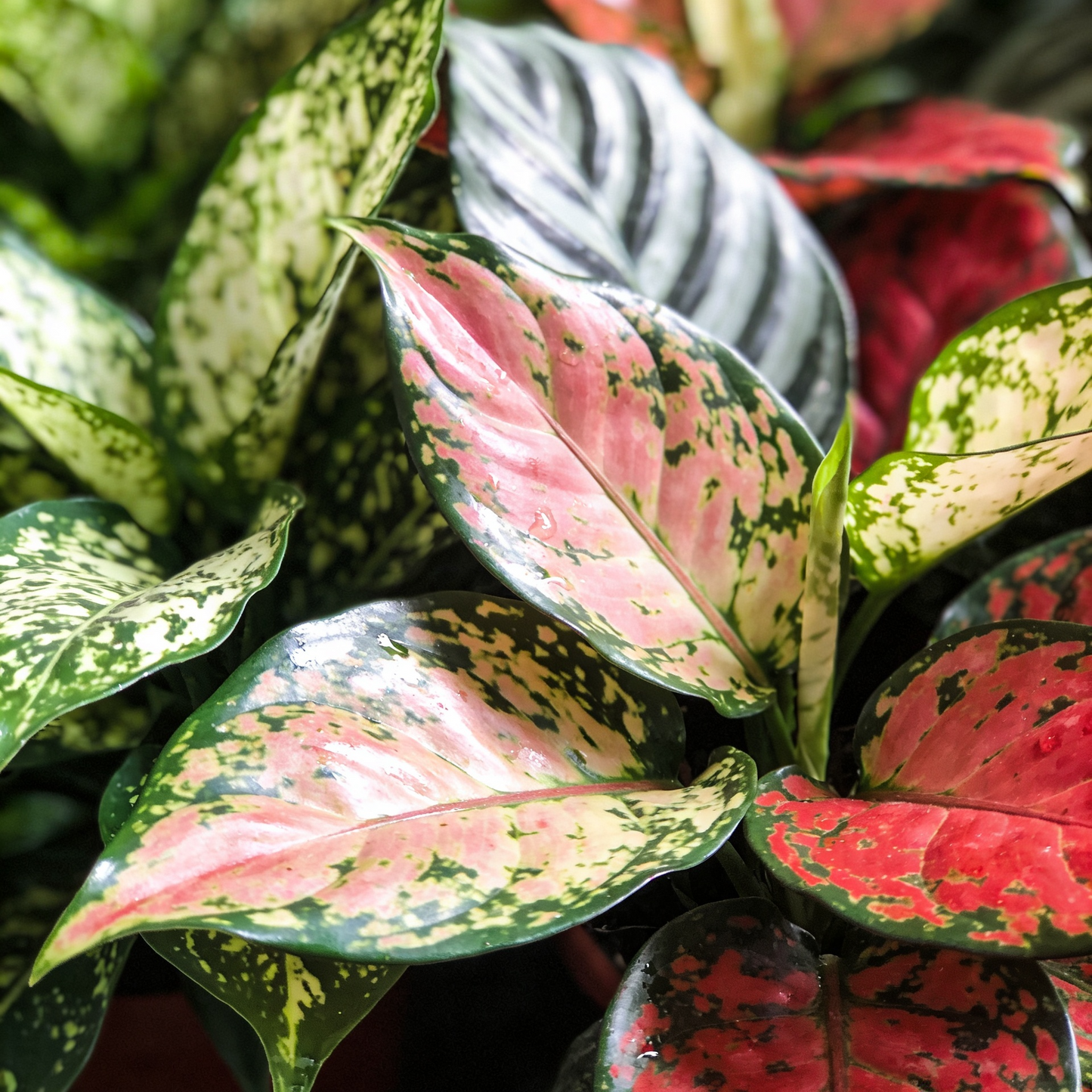 Mixed Aglaonema Plant Seeds for Indoor Decorative Gardens
