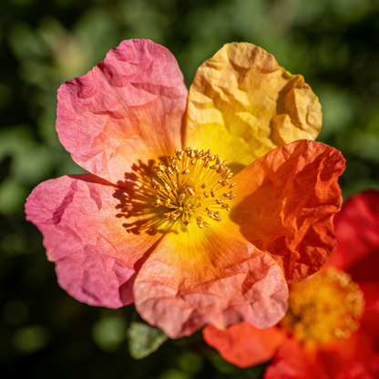 Sunrose Rock Rose Seeds for Outdoor Flower Garden Borders