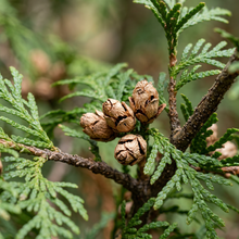 American Arborvitae Thuja Tree Seeds
