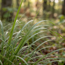 Appalachian Sedge Ornamental Grass for Shade Gardens