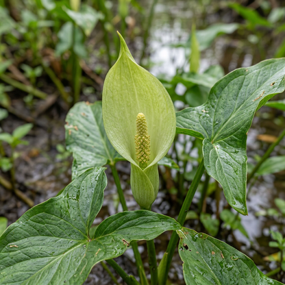 Arrow Arum Native Wildflower Seeds