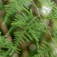 Asparagus Fern Seeds for Indoor & Outdoor Decorative Planting