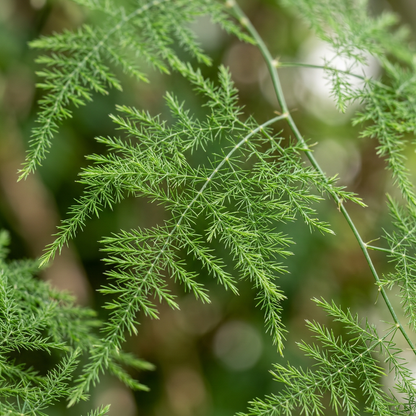 Asparagus Fern Seeds for Indoor & Outdoor Decorative Planting