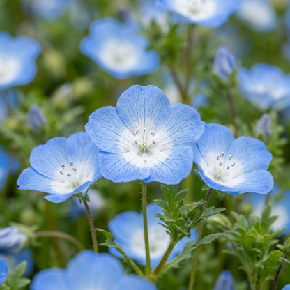 Baby Blue Eyes Nemophila Wildflower Seeds
