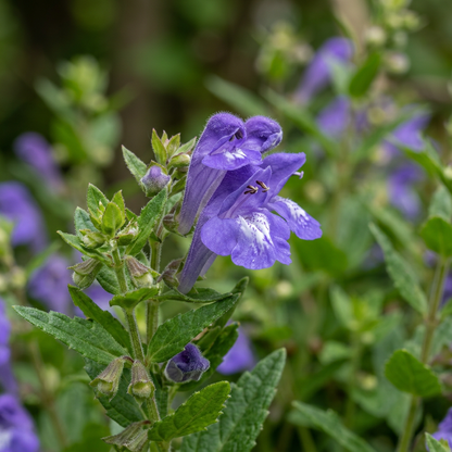 Baical Skullcap Scutellaria Herb Seeds