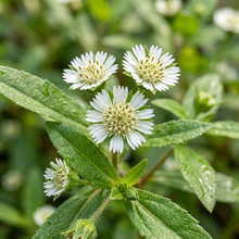 Bhringaraj Eclipta Prostrata False Daisy Seeds