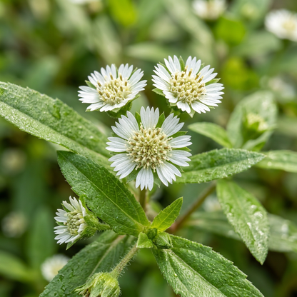 Bhringaraj Eclipta Prostrata False Daisy Seeds
