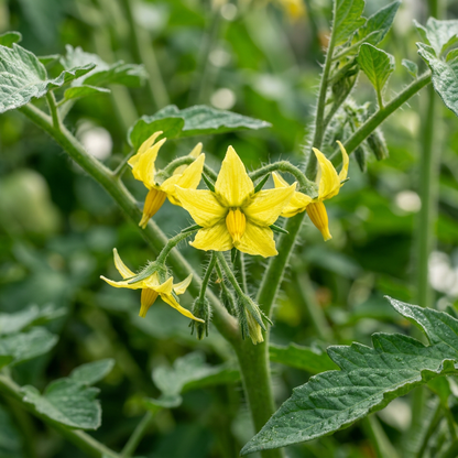 Big Boy Tomato Seeds – High Yield Tomato Seeds for Home Garden