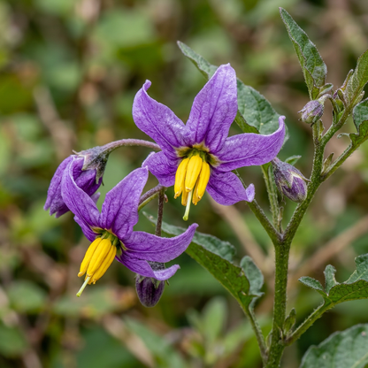 Bittersweet Nightshade Seeds for Outdoor Gardens
