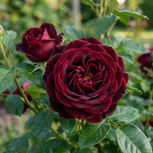 Black Dragon Rose Bush Seeds - Rose Flower Seeds for Garden