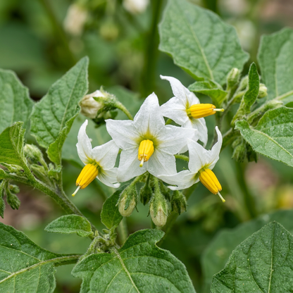 Black Nightshade Seeds for Garden & Container Planting