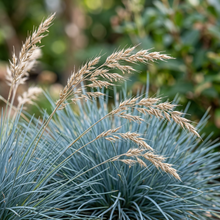 Blue Fescue Festuca Glauca Grass Seeds