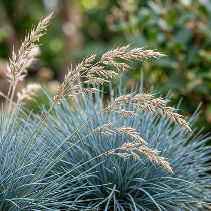 Blue Fescue Festuca Glauca Grass Seeds