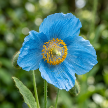 Blue Himalayan Poppy Seeds (Meconopsis betonicifolia) – Tibetan Blue Poppy Flower Seeds