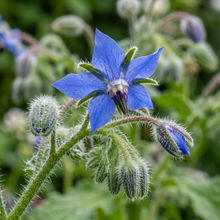 Borage Herb Seeds for Outdoor & Container Gardens